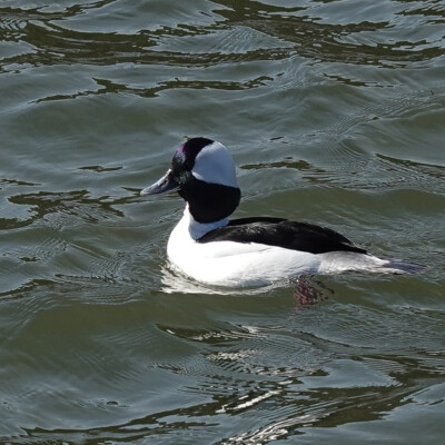 Bufflehead, at Nisqually NWR, Spring 2024 Among the Scoters, a Bufflehead.