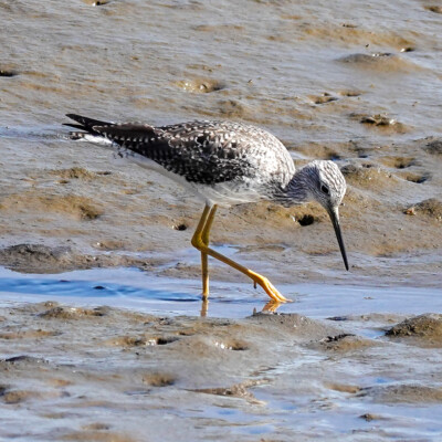 Yellowlegs, at Nisqually NWR, Spring 2024
