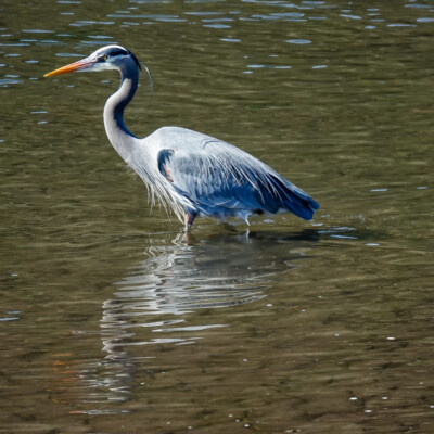 Heron, at Nisqually NWR, Spring 2024