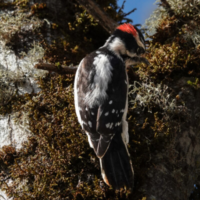 Downy Woodpecker, at Nisqually NWR, Spring 2024