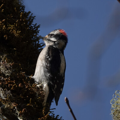 Downy Woodpecker, at Nisqually NWR, Spring 2024