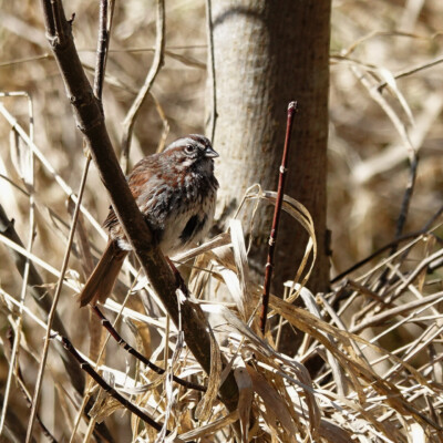 Song Sparrow, at Nisqually NWR, Spring 2024