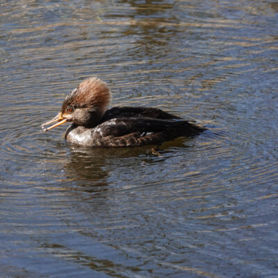 Female Hooded Merganser, at Nisqually NWR, Spring 2024