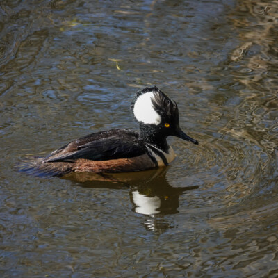 Male Hooded Merganser, at Nisqually NWR, Spring 2024