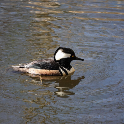Male Hooded Merganser, at Nisqually NWR, Spring 2024 Before diving, the male tucked his hood back into a more streamlined shape.