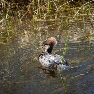 Female Hooded Merganser, at Nisqually NWR, Spring 2024 Female Hooded Merganser