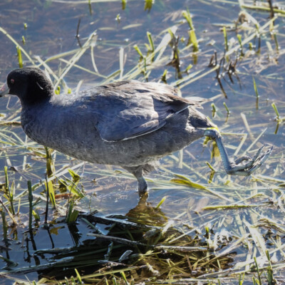 Coot, at Nisqually NWR, Spring 2024 Coot showing off its prehistoric foot.