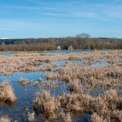 Twin Barns, at Nisqually NWR, Spring 2024