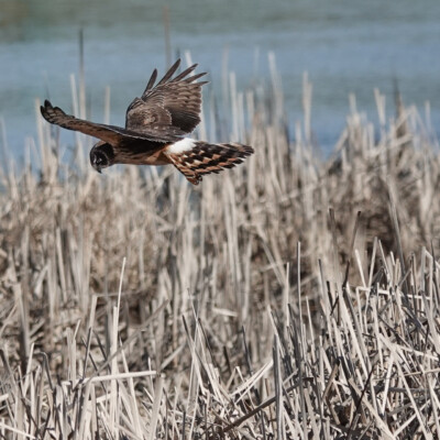 Northern Harrier, at Nisqually NWR, Spring 2024 This Northern Harrier was working the wetlands in front of us for quite a while.