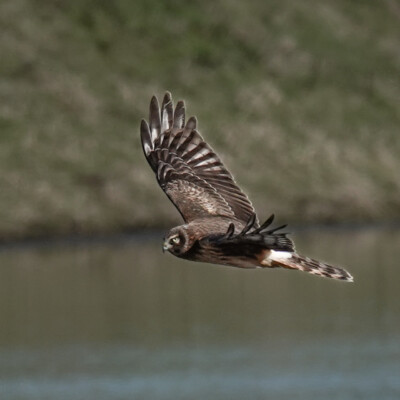 Northern Harrier, at Nisqually NWR, Spring 2024