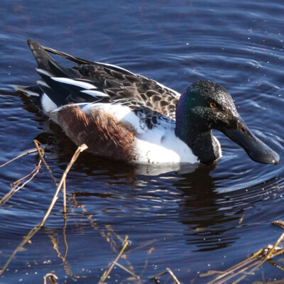 Northern Shoveler, at Nisqually NWR, Spring 2024