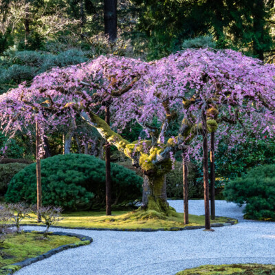 The Weeping Cherry tree at the Portland Japanese Garden, Spring 2024