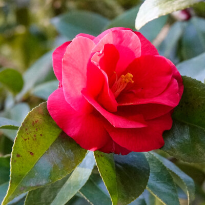 Camelia, at the Portland Japanese Garden, Spring 2024