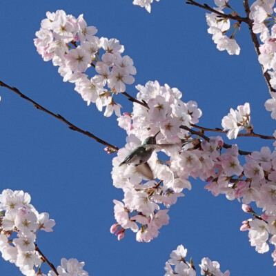 Hummingbird tasting the cherry blossoms, at the Waterfront in Portland, Spring 2024