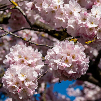 Cherry Blossoms at the waterfront in Portland, Spring 2024