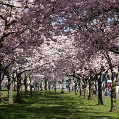 One hundred cherry trees in two rows, in full bloom, at the waterfront in Portland, Spring 2024