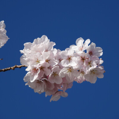 Cherry Blossoms at the Waterfront in Portland, Spring 2024