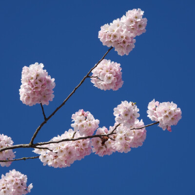 Cherry Blossoms and a deep blue sky, at the waterfront in Portland, Spring 2024
