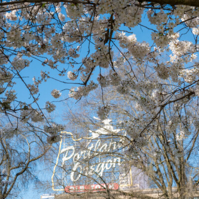 Cherry Blossoms at the Waterfront in Portland, Spring 2024
