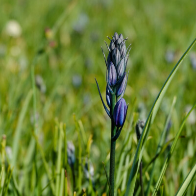 Camas about to bloom