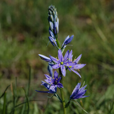 Camas, Catherine Creek, Spring 2024