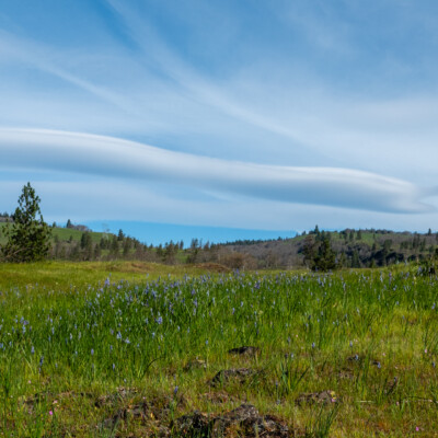 Wildflowers, Catherine Creek, Spring 2024