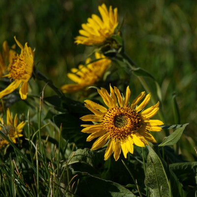 Balsamroot, Catherine Creek, Spring 2024 Balsamroot
