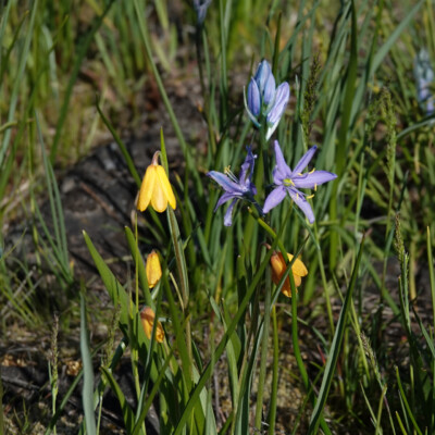 Fritillaria and Camas, Catherine Creek, Spring 2024 Fritillaria and Camas