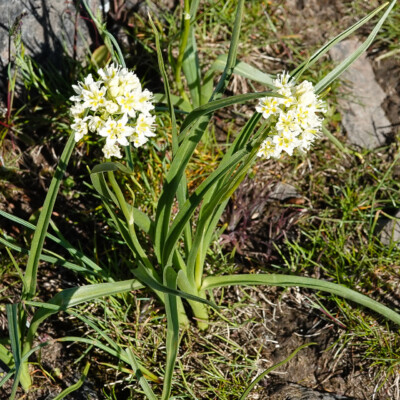 Death Camas (Toxicoscordion), Catherine Creek, Spring 2024 Death Camas (Toxicoscordion)