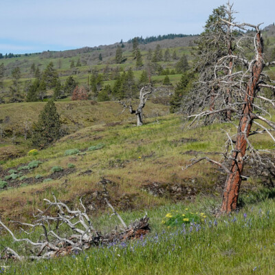 Wildflowers, Catherine Creek, Spring 2024