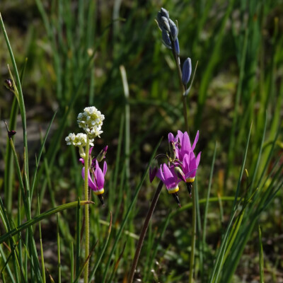 Saxifrage, Shooting star, and Camas, Catherine Creek, Spring 2024 Saxifrage, Shooting Star, and Camas