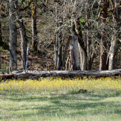 Wildflowers, Catherine Creek, Spring 2024