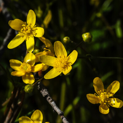 Buttercup, Catherine Creek, Spring 2024 Buttercup