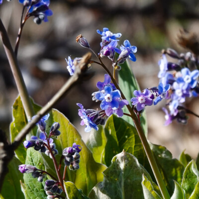 Pacific Houndstongue, Catherine Creek, Spring 2024 Pacific Houndstongue