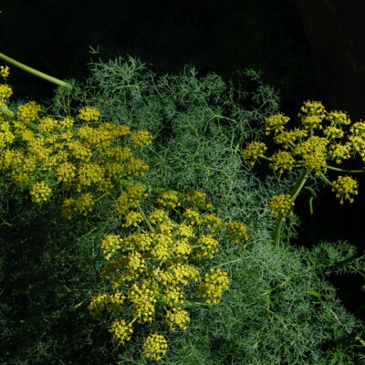 Desert Parsley, Catherine Creek, Spring 2024 Desert Parsley