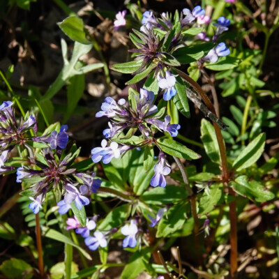 Blue-eyed Mary, Catherine Creek, Spring 2024 Blue-eyed Mary