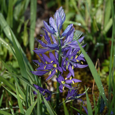 Camas in bloom