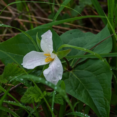 In the shadier areas, a spring favorite: Trillium.
