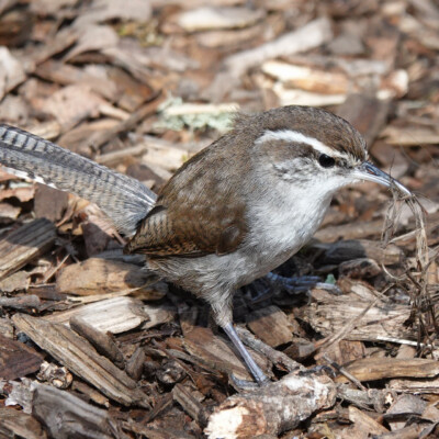 Bewick's Wren, Camassia Wildlife Preserve, Spring 2024