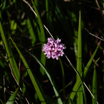 Plectritis, Camassia Wildlife Preserve, Spring 2024 Plectritis