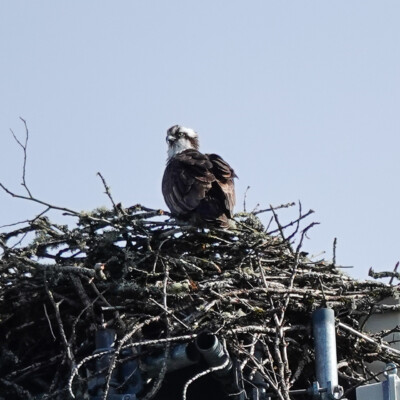 Osprey, Camassia Wildlife Preserve, Spring 2024
