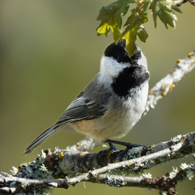 Chickadee, Camassia Wildlife Preserve, Spring 2024