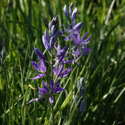 Camas in bloom