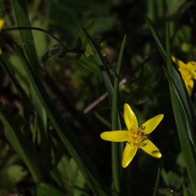 Buttercup, Camassia Wildlife Preserve, Spring 2024 Buttercup