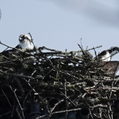 Two of the Osprey in the cell tower nest.
