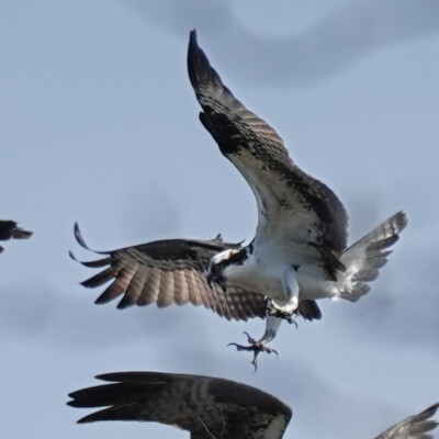 Osprey, Camassia Wildlife Preserve, Spring 2024