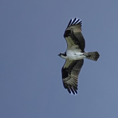 An Osprey leaving the nest after the squabble.