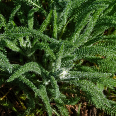 I think this is Woolly Yarrow; it blooms in summer, with more ID clues.