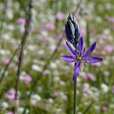 Camas in a field of wildflowers, Camassia Wildlife Preserve, Spring 2024