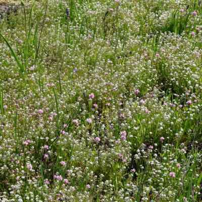 The open meadows were filled with wildflowers on this mid-April visit.